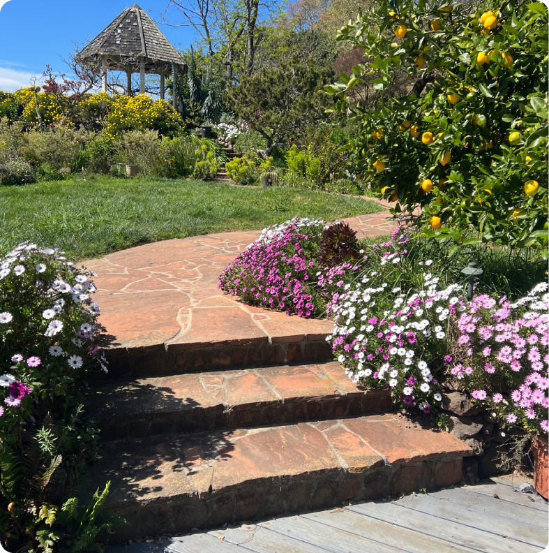 A sunny garden path with blooming flowers and greenery.