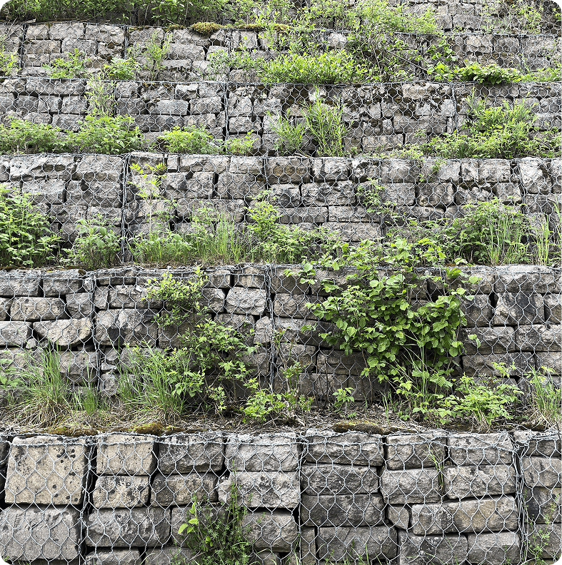 Stone wall with greenery growth