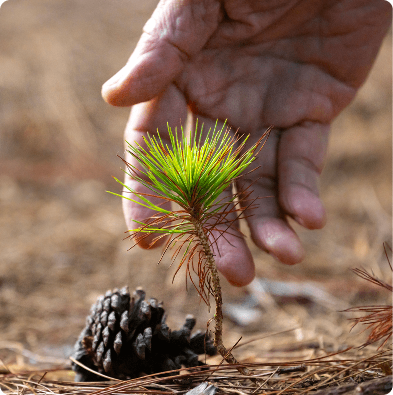 Pine seedling in natural setting