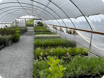 Inside a greenhouse filled with rows of various plants and flowers.