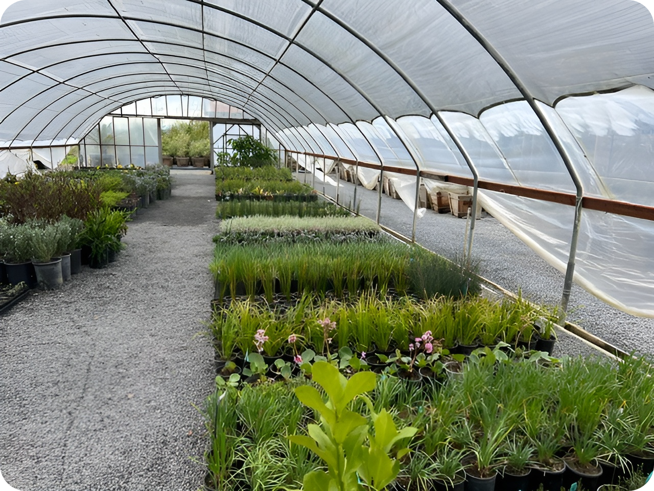 Inside a greenhouse filled with rows of various plants and flowers.